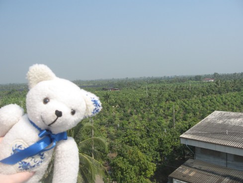 'Palmtrees, as far as my little buttoneyes can see!'